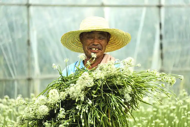 顾成香在韭菜园收割韭菜花.李向前摄