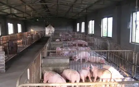 养猪技术 猪场建设 > 正文   一般养猪场都备有水塔,水井,水泵进行