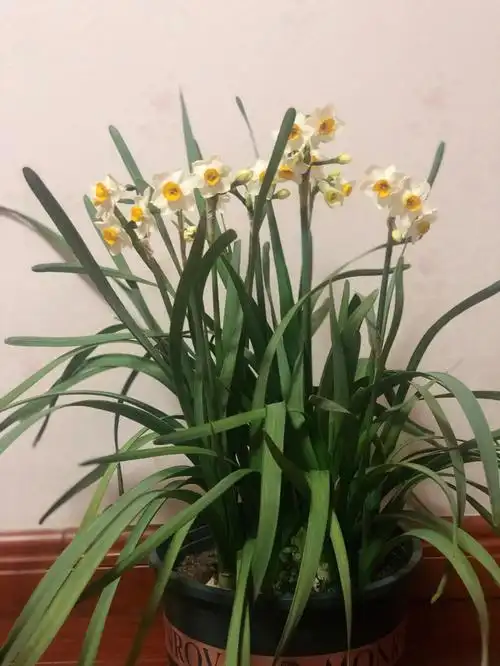 哇这盆大蒜开花啦坐等蒜台