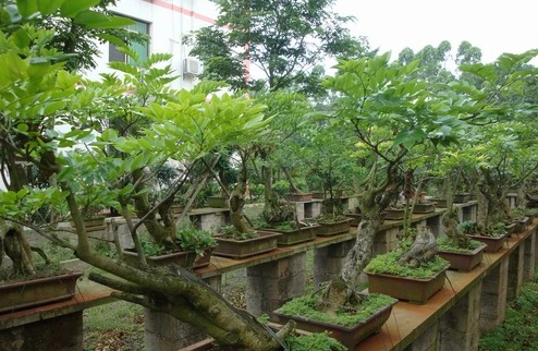 海南黄花梨盆景