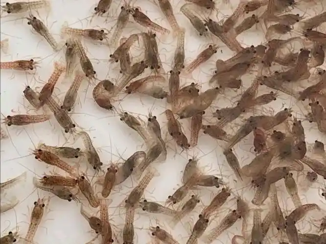 [虾苗批发]精养塘小龙虾一号原塘种虾苗价格7.00元/斤 - 一亩田