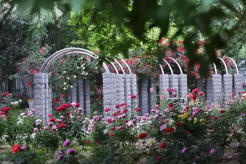 月季公园看月季,了解月季传奇:中国月季带来英法战争短暂停火_石家庄