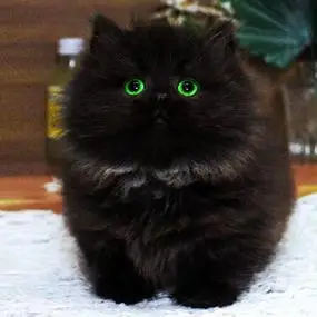 纯黑拿破仑矮脚猫长毛猫咪活物纯种曼基康短腿猫包子脸小奶猫黑色