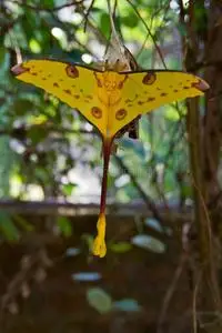 洛尔珀蛾彗尾蛾照片