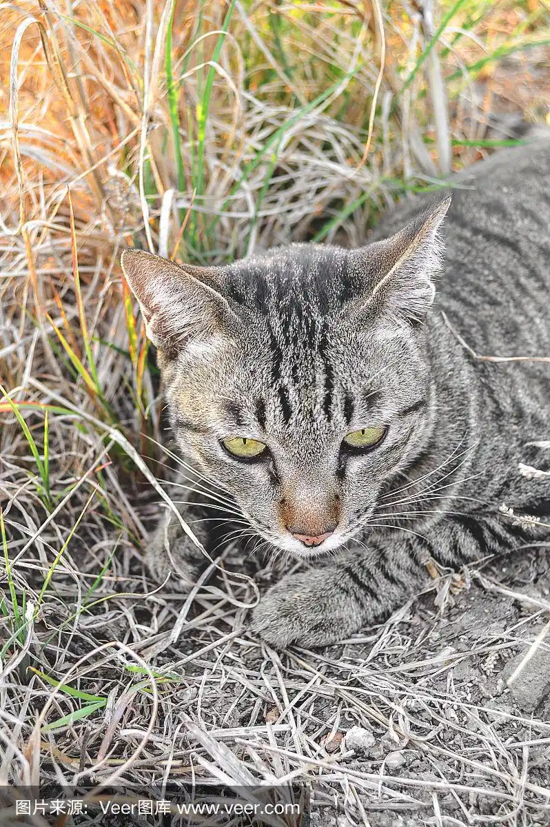 花斑猫在花园里