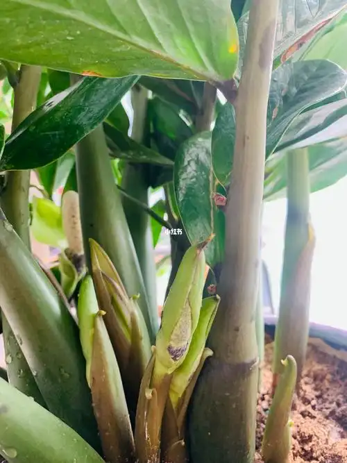 金钱树开花(金钱树花开花吗)