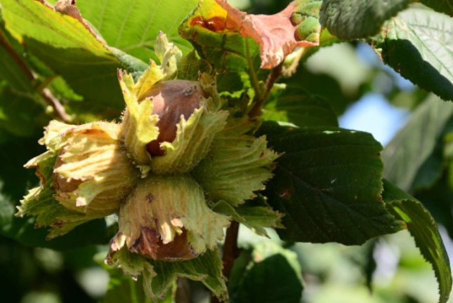 编辑3种类介绍榛子树(3)榛子树生于海拔200-1000米