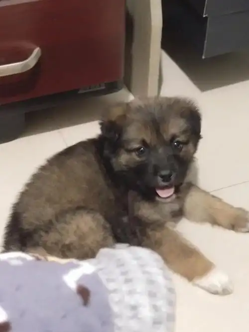 是德牧还是土狗啊