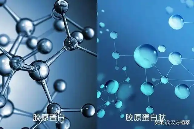 到底吃不吃水解胶原蛋白呢?先跟你说个事实