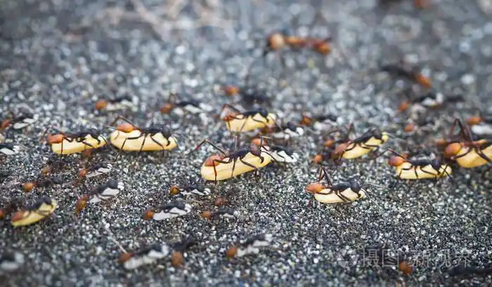 一群蚂蚁ecitoninae将卵带到一个新巢的位置tortuguero国家公园哥斯达