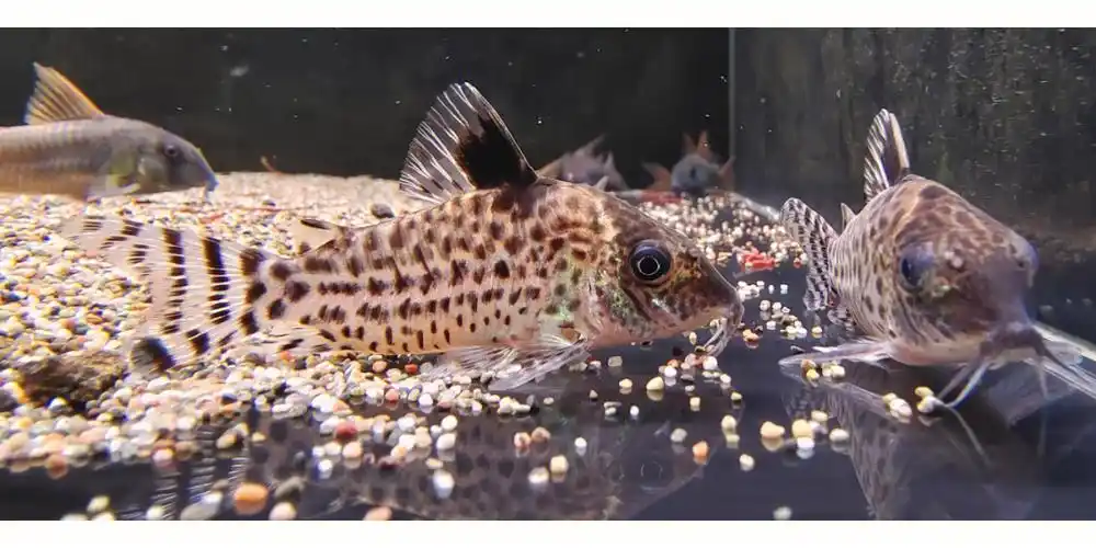 看看鼠鱼有没有浏览