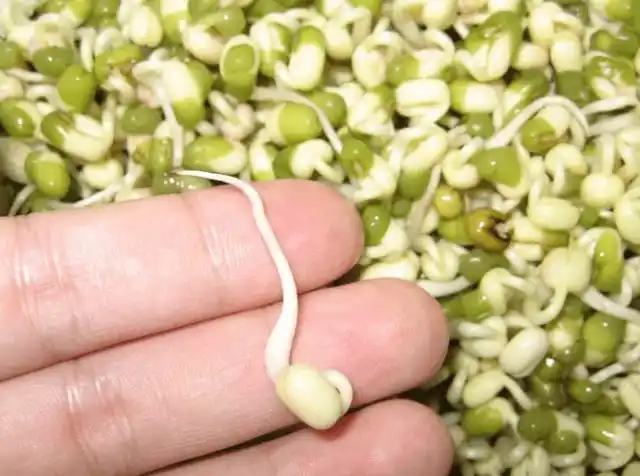 在家发绿豆芽,简单易做,0添加剂,比买的好吃,脆爽可口有营养