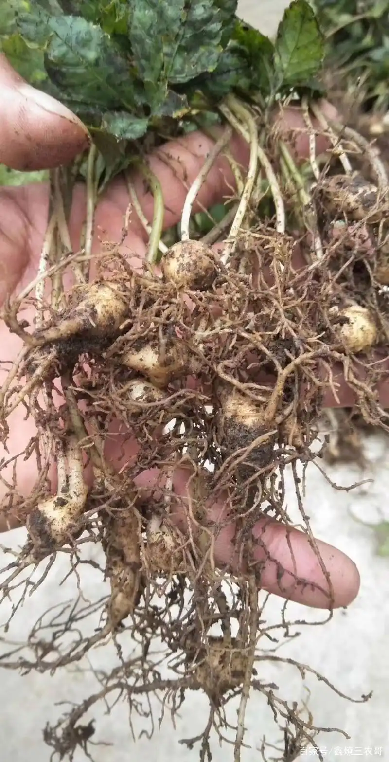 真正的金平黑三七种子与苗图片