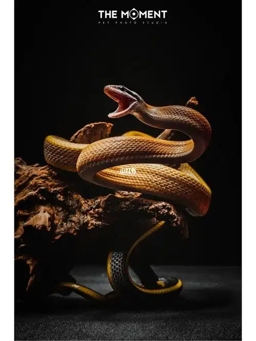 洞穴黑眉锦蛇爬宠照片展示