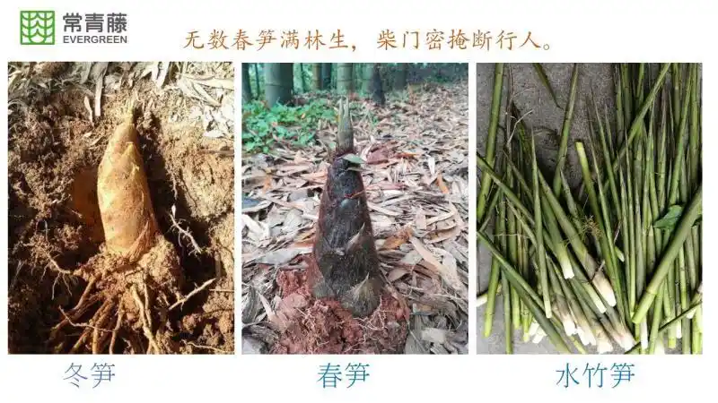 餐桌的"野菜王",适当的采挖既能收获美味,也能垦翻林地,调节竹林结构