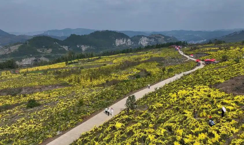 2023年11月2日,游客在贵州省毕节市织金县官寨乡茶菊花基地里赏花(无