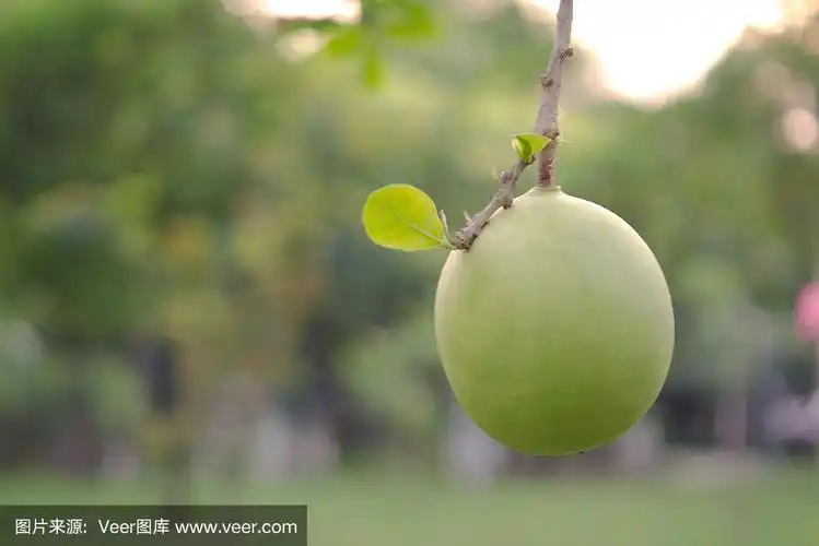 在自然模糊的背景上的紫木兰花科果实