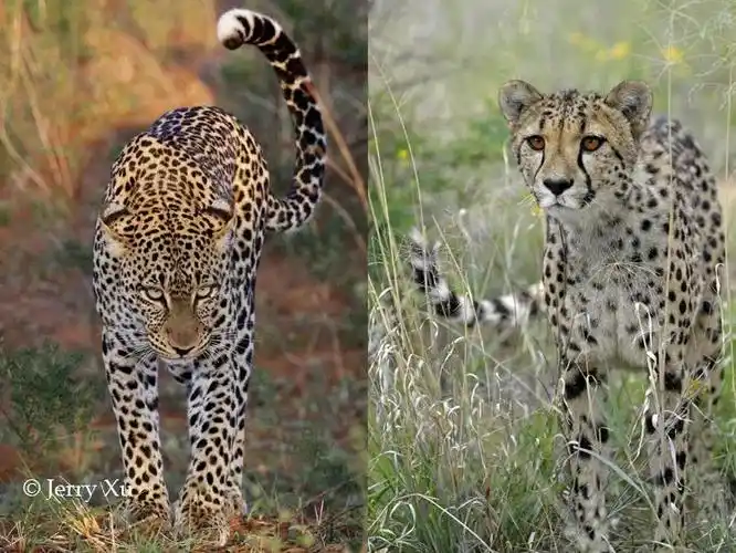 而且花豹能上树,会捕鱼,生活技能满满,它和猎豹的生活区域存在一定