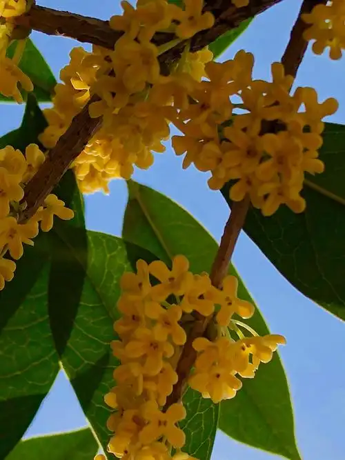 碧云天,桂花香,秋色满院.