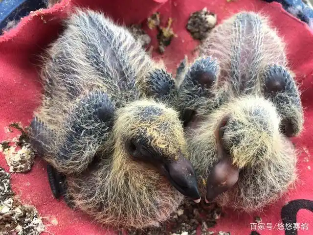 万物复苏,春暖花开,忙忙碌碌的配对,第一批小鸽子也陆续出壳.