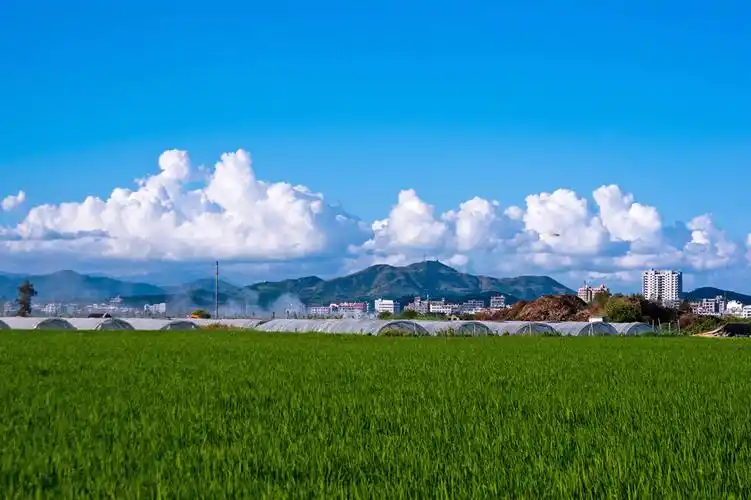 蓝天白云绿稻田 (共 8 p)