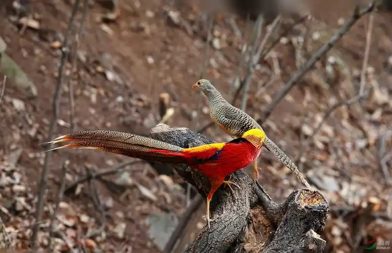 红腹锦鸡
