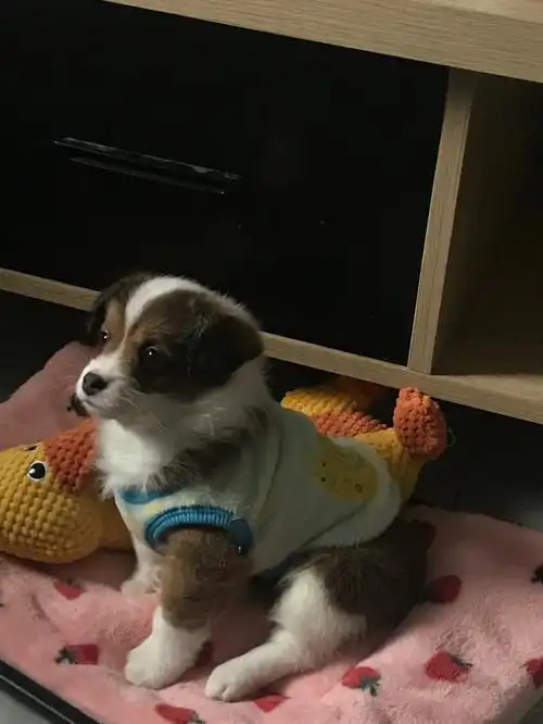 一年多了店家 这就是你说的绝对纯种柯基哈02#狗狗  #柯基  #柯基