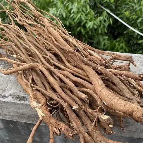 千金拔 一味草药千斤拔,泡酒二两拨千金