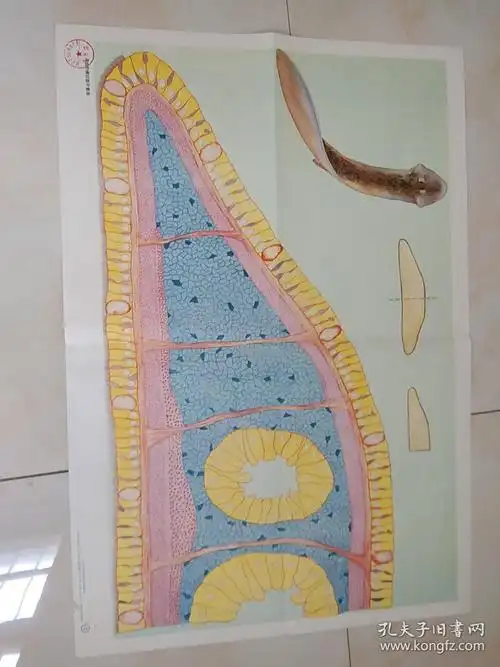 涡虫的横切面示意图涡虫的生殖系统和再生涡虫的消化系统和神经系统