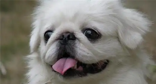 所以,一直以来,我们的容貌特征并没有太大的差异呢~ 目前,京巴犬已