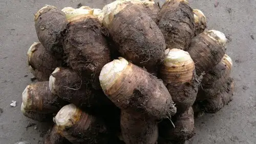 【供应批发广西桂林农副土特产农副产品荔浦香芋头芋头种槟榔芋】广西