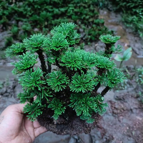 卷柏盆景迷你植物创意盆栽九死还魂草假山绿植懒人草微型盆景花卉