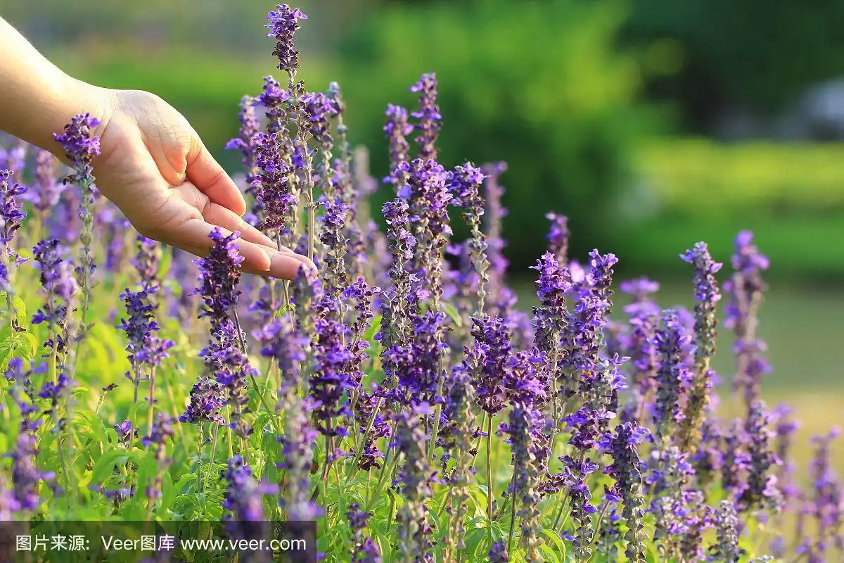 女人手里拿着薰衣草花