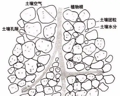 收缩性,在增加土质疏松性方面比较突出;同时大部分颗粒土结构较为特殊