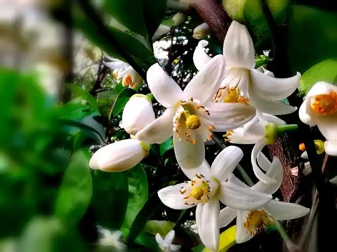 柑橘花香沁心脾