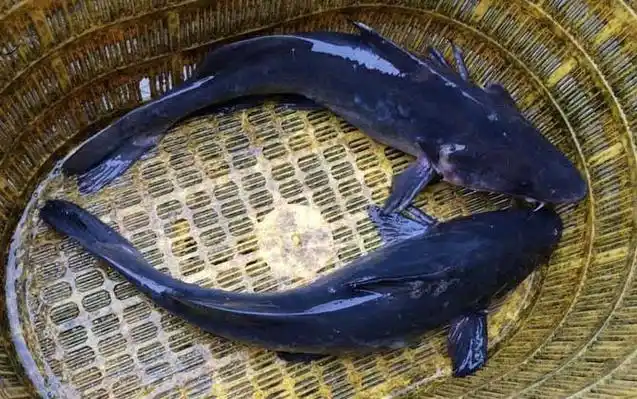 常见淡水鱼类名称及图片大全