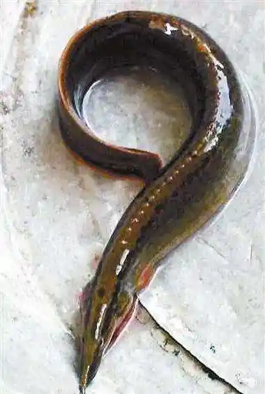 i>sinobdella sinensis /i>)是刺鳅科,中华刺鳅属鱼类