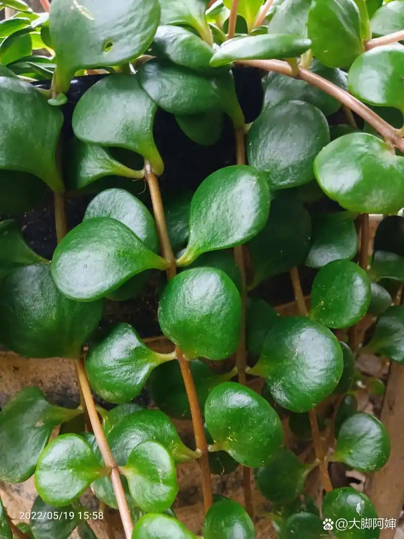 圆叶景天 圆叶景天,露天养植,喜阳,叶子绿油油还肉嘟嘟的,吊下来的