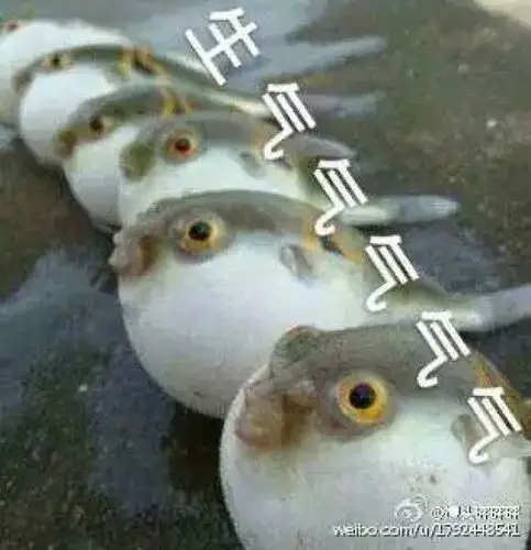 我很生气噢斗图专用表情包河豚可爱极