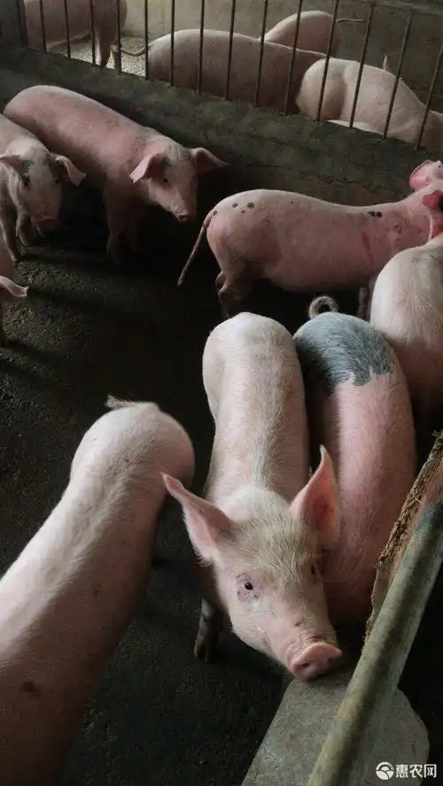 [杂交猪批发]二元猪 长期供应价格1200元/头 - 惠农网