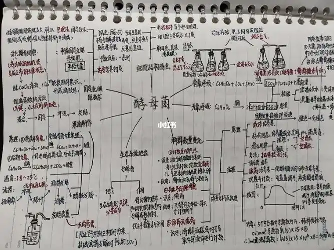 生物思维导图08mindmap来啦
