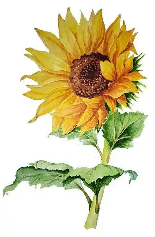 手绘向日葵png素材下载手绘向日葵
