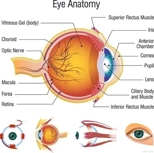 眼睛属于我们身体的什么器官