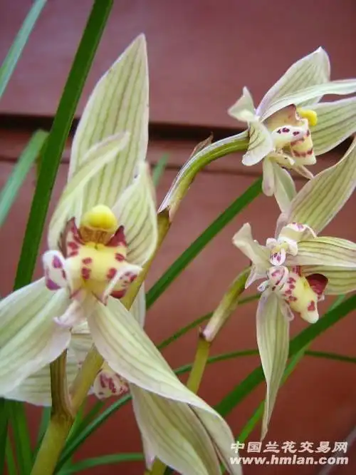 带现花! - 中国兰花交易网