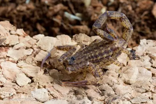 中国无名木蝎 (动物)