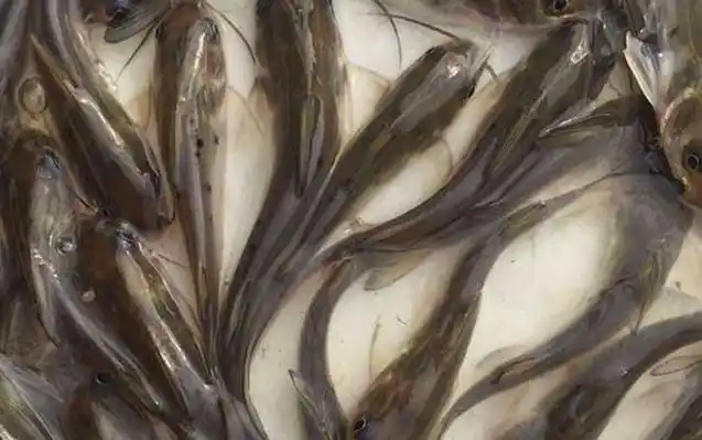 清江鱼是什么鱼?