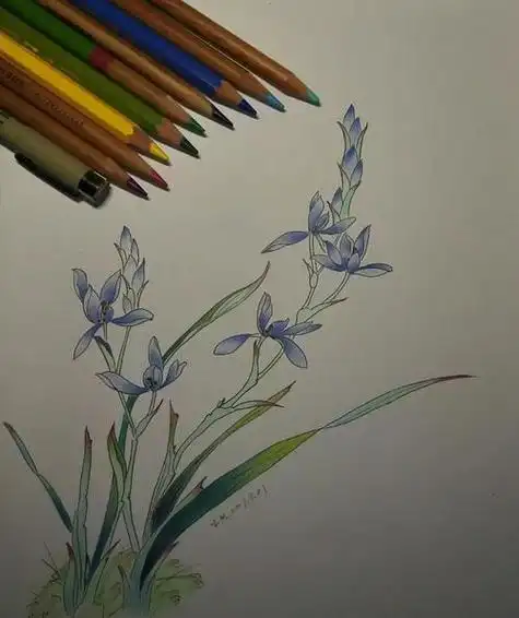 花中四君子简笔画兰花颜色