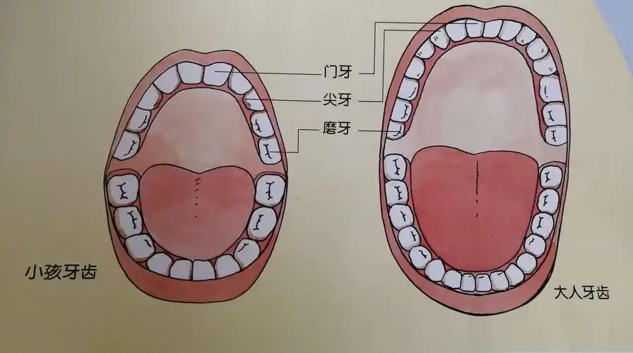 主题活动 写美篇因为我们的牙齿是"乳牙",只有20颗;爸爸妈妈的牙齿是"