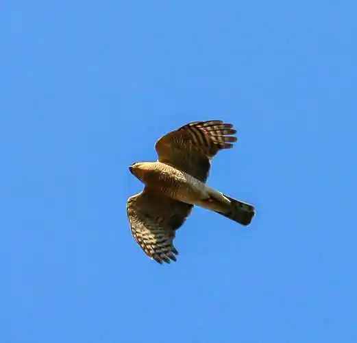 猛禽鹰类红隼欣赏