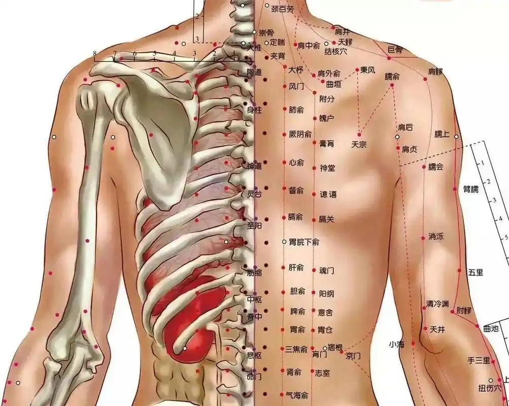 背部按摩可以疏通经络,缓解肩背部疼痛症状,温阳益气!